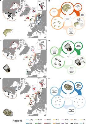 mtDNA data reveal disparate population structures and High Arctic colonization patterns in three intertidal invertebrates with contrasting life history traits